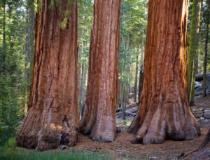 The Three Trees Story